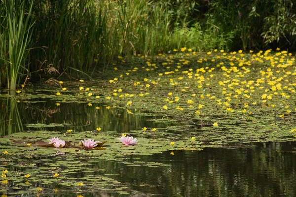 Çiçekli sulak Prag eteklerinde