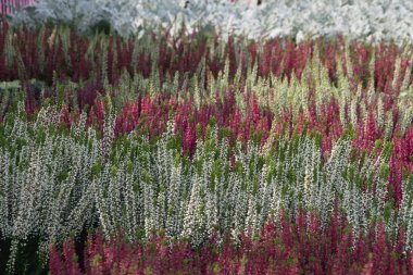 Heather çiçekli bitkiler