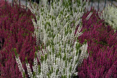 Heather çiçekli bitkiler