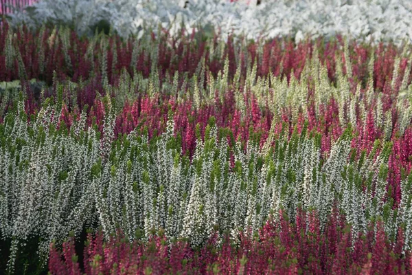 Heather çiçekli bitkiler