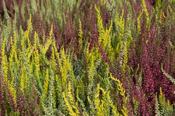 Heather çiçek açan bitkiler