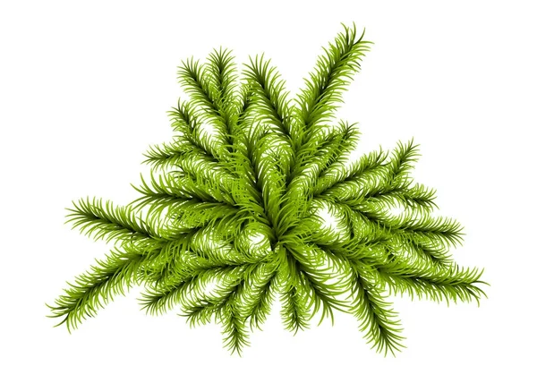 Plantilla rama árbol de Navidad — Vector de stock