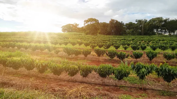 Plantage - Sonnenlicht in der Kaffeeplantagenlandschaft - Brasilien — Stockfoto