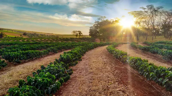 Plantáž Západu Slunce Kávové Plantáže Krajiny — Stock fotografie