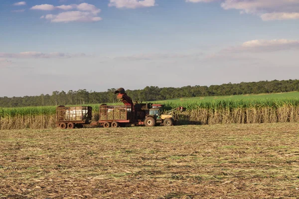 Sugar cane - Harvesting machine working on a sugar cane field pl