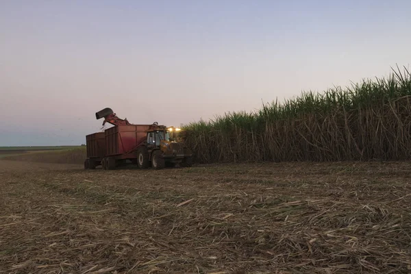 Sugar cane - Harvesting machine working on a sugar cane field pl