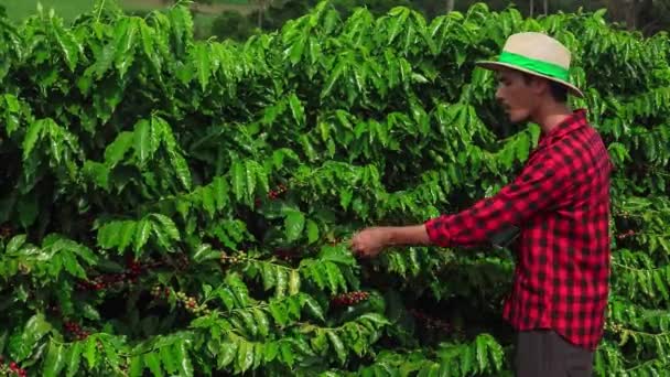 Agricultor Usando Tableta Digital Examinando Plantación Cultivada Del Campo Café — Vídeo de stock