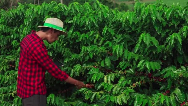 Agricultor Usando Computador Tablet Digital Examinando Plantação Campo Café Cultivado — Vídeo de Stock