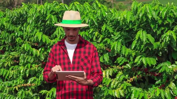 Agricoltore Utilizzando Computer Tablet Digitale Esaminando Coltivato Piantagione Campo Caffè — Video Stock