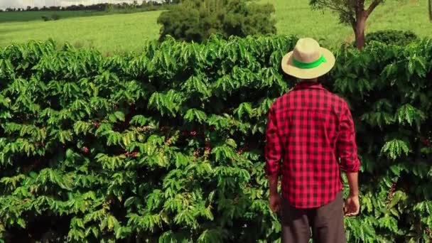 Agricultor Con Sombrero Campo Plantación Café Paisaje — Vídeo de stock