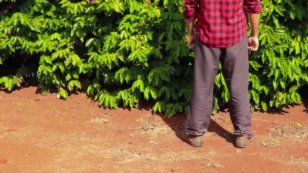 Agricultor Con Sombrero Campo Plantación Café Paisaje — Vídeo de stock