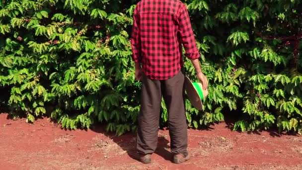 Agricultor Con Sombrero Campo Plantación Café Paisaje — Vídeos de Stock
