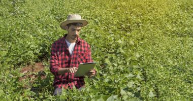 Soya ekili alandaki dijital tablet bilgisayar kullanarak çiftçi
