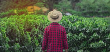 Farmer with hat standing in a coffee plantation field and looks  clipart