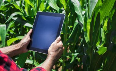 Dijital tablet bilgisayar, ekili Mısır Ekim alanı kullanarak çiftçi