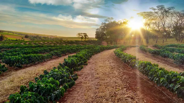 Plantación - Puesta de sol en el paisaje de la plantación de café — Foto de Stock