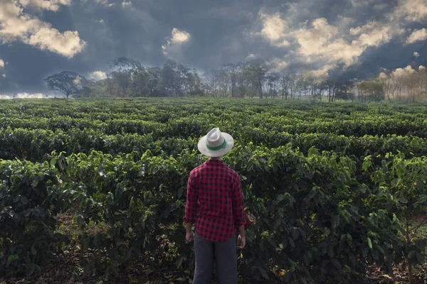 Agriculteur avec chapeau regardant le champ de plantation de café — Photo