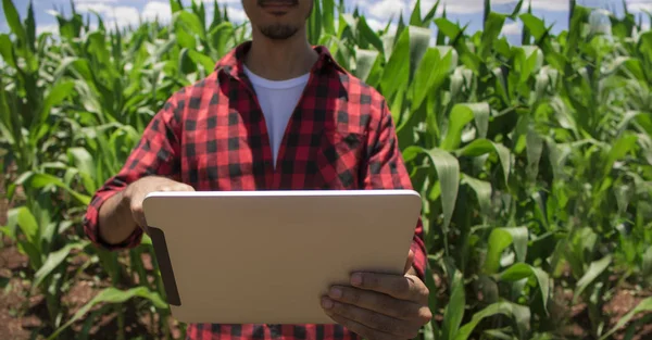 Agricultor usando computador tablet digital, plantação de milho cultivado — Fotografia de Stock