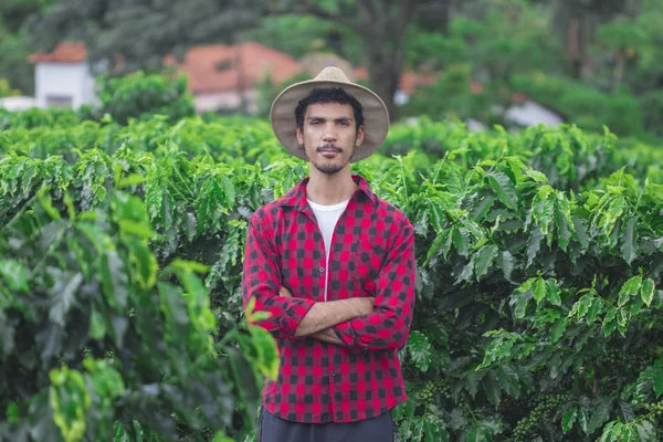Rolnik z kapelusz, uśmiechający się w uprawy plantacji kawy pola. — Zdjęcie stockowe