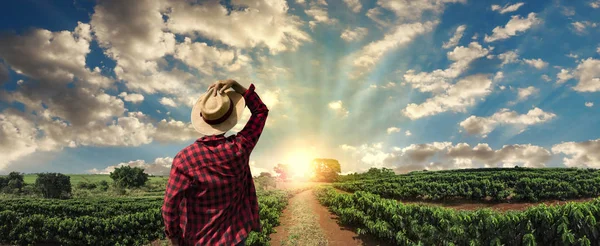 Agricultor trabajando en el campo de café al atardecer al aire libre — Foto de Stock