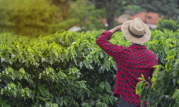 Farmář s kloboukem stojící v poli kávové plantáže a vypadá — Stock fotografie