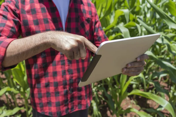 Farmer using digital tablet computer, cultivated corn plantation