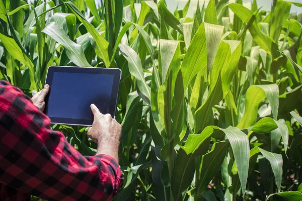 Farmář pomocí digitálních tabletový počítač, plantáž pěstuje kukuřice — Stock fotografie