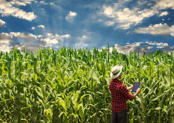 Agricultor usando computador tablet digital em plantação de milho cultivado — Fotografia de Stock