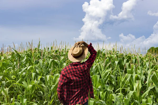 Agriculteur avec chapeau regardant le champ de plantation de maïs — Photo