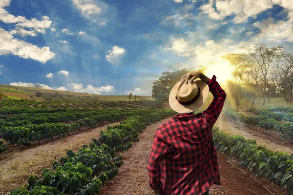 Фермер работает на кофейном поле на закате — стоковое фото