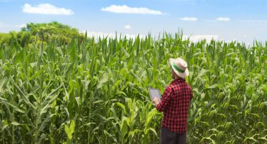 Farmer using digital tablet computer in cultivated corn field plantation clipart