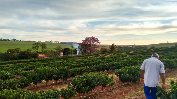 Farmář pracuje v krajině plantáže kávy — Stock fotografie