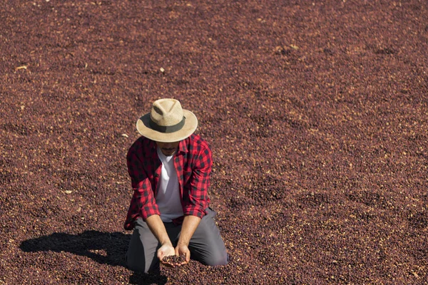 Agricultor con sombrero de pie en grano de café seco, café tostado ser —  Fotos de Stock