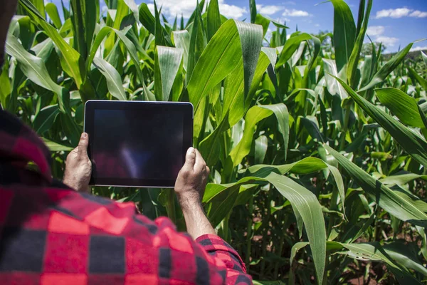 Farmer digitális tábla-PC segítségével termesztett kukorica mező ültetvény — Stock Fotó
