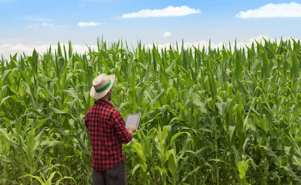 Agricultor usando computador tablet digital em plantação de milho cultivado — Fotografia de Stock