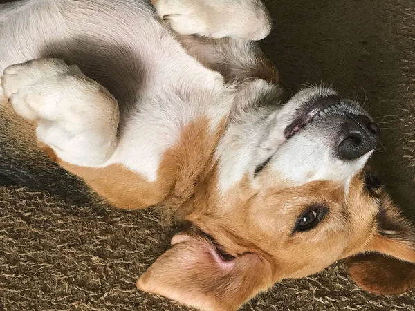 Amigável beagle sorrindo — Fotografia de Stock