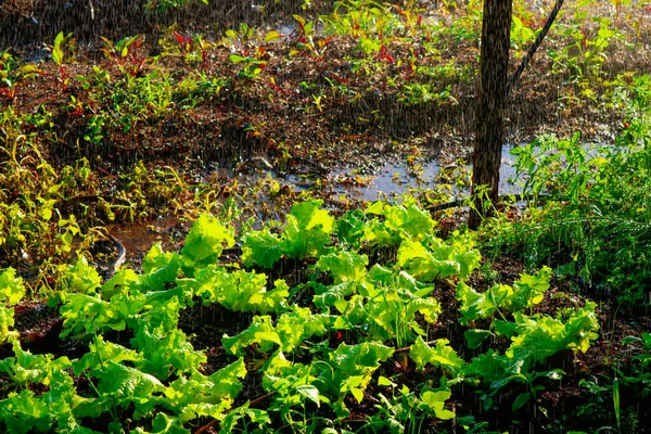 Arrosage potager - Ferme de laitue et betterave au brésil — Photo