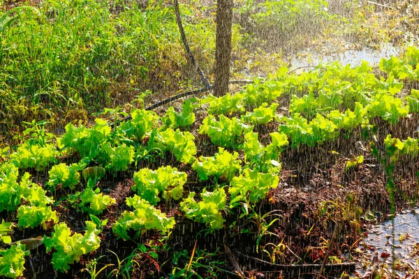 Riego de hortalizas - Granja de lechuga y remolacha en br —  Fotos de Stock