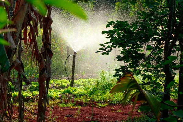 Plantaardige tuinbesproeiing - Boerderij van sla en bieten in br — Stockfoto