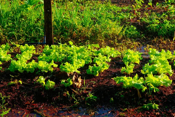 Arrosage potager - Ferme de laitue et betterave au brésil — Photo