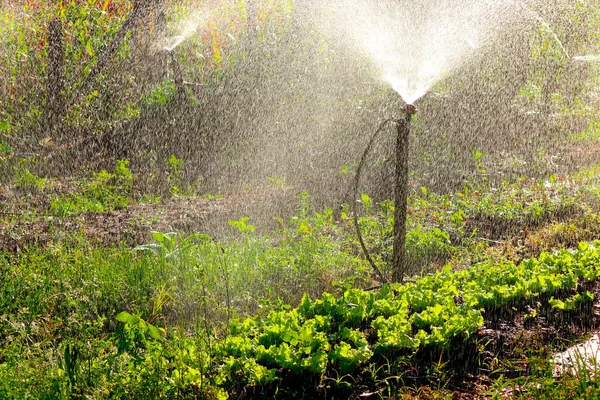 Irrigação de hortas - Fazenda de alface e beterraba in br — Fotografia de Stock