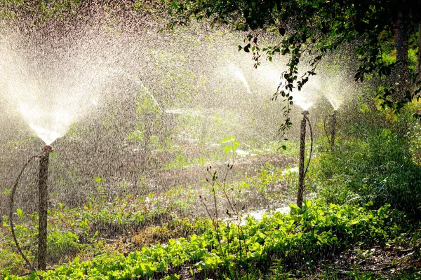 Roślinne nawadnianie ogrodu - Gospodarstwo sałaty i buraków w br — Zdjęcie stockowe