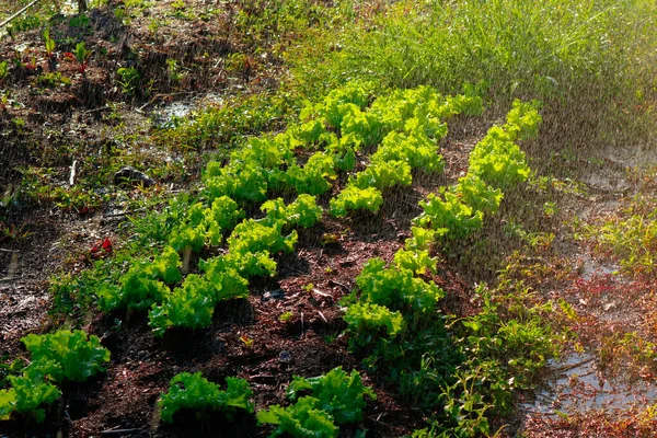 Irrigation potagère - Ferme de laitue et betterave en fr. de — Photo