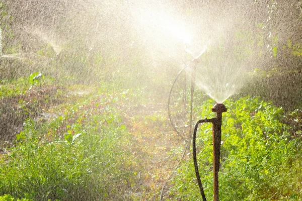 Irrigazione orto - Azienda agricola di lattuga e barbabietola in Brasile — Foto Stock