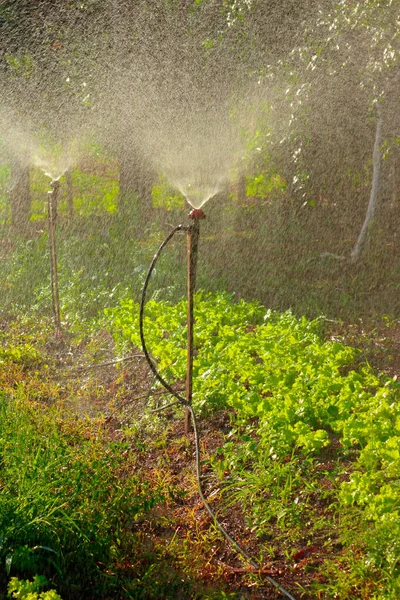 Gemüsegarten Bewässerung - Bauernhof mit Salat und Rote Beete in br — Stockfoto