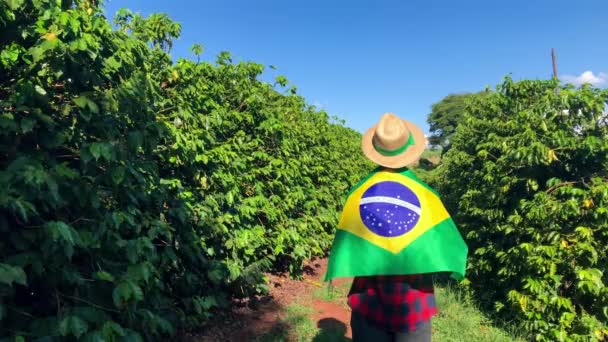 Bauer Auf Kaffeefeld Mit Brasilianischer Flagge — Stockvideo