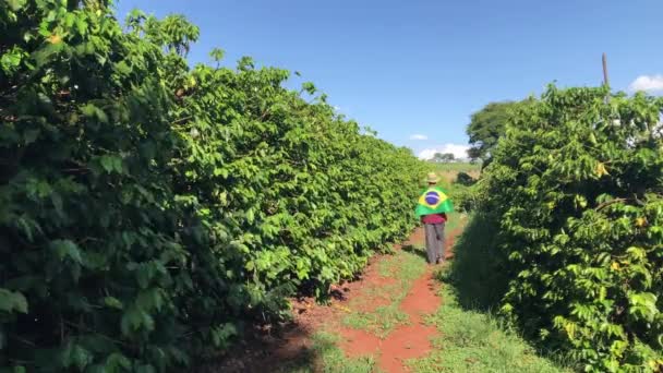 Farmer Coffee Field Brazilian Flag — Stock Video