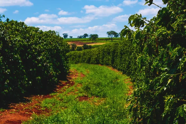 Farme of coffee industry — Stock fotografie