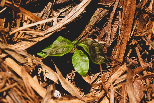 Farma przemysłu kawowego — Zdjęcie stockowe