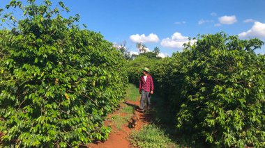 İnsan ve köpek çiftçi kahve tarlasında yürüyor.